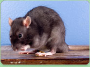 rat control Basingstoke