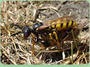 wasp control Basingstoke