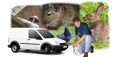 Basingstoke local van